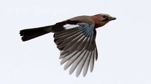 Attēlu rezultāti vaicājumam “Garrulus glandarius”