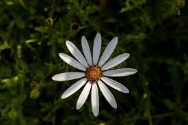 Image result for Dimorphotheca pluvialis