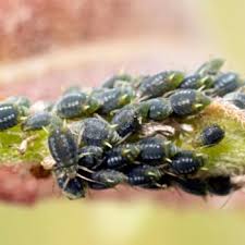 Attēlu rezultāti vaicājumam “Aphis farinosa”