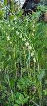 Attēlu rezultāti vaicājumam “Polygonatum odoratum flower”