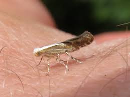 Attēlu rezultāti vaicājumam “Argyresthia spinosella”