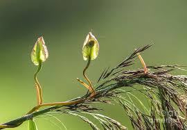 Attēlu rezultāti vaicājumam “Calystegia sepium fruit”