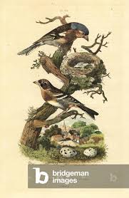 Attēlu rezultāti vaicājumam “Fringilla coelebs nest”