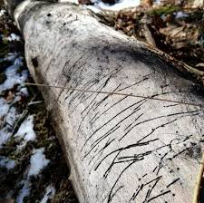 Attēlu rezultāti vaicājumam “Hylecoetus dermestoides male”