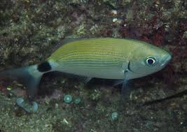 Image result for Oblada melanurus