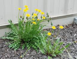 Attēlu rezultāti vaicājumam “Taraxacum officinale aggr.”