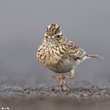 Attēlu rezultāti vaicājumam “Alauda arvensis adult”