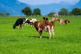 Image result for ganado bovino