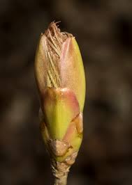 Attēlu rezultāti vaicājumam “Aesculus x hybrida bud”
