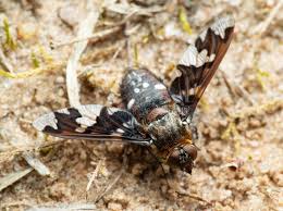 Attēlu rezultāti vaicājumam “Exoprosopa capucina”