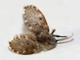 Attēlu rezultāti vaicājumam “Psychodidae”