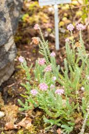 Attēlu rezultāti vaicājumam “Erica tetralix leaf”