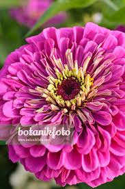 Image result for Zinnia violacea