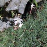 Attēlu rezultāti vaicājumam “Dianthus arenarius leaf”