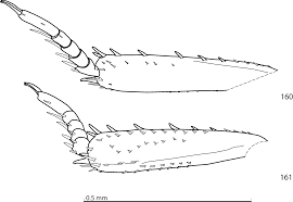 Attēlu rezultāti vaicājumam “Hypocaccus rugiceps”