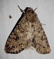 Attēlu rezultāti vaicājumam “Hadula trifolii larva”