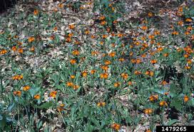 Attēlu rezultāti vaicājumam “Pilosella aurantiaca”