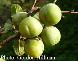 Attēlu rezultāti vaicājumam “Prunus domestica subsp. domestica fruit”