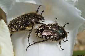 Attēlu rezultāti vaicājumam “Oxythyrea funesta”