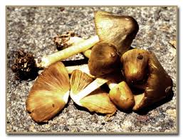 Attēlu rezultāti vaicājumam “Bolbitius vitellinus”