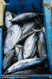 Image result for Katsuwonus pelamis