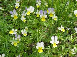 Attēlu rezultāti vaicājumam “Viola tricolor leaf”