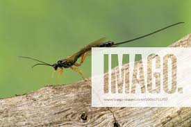 Attēlu rezultāti vaicājumam “Ichneumonidae imago”