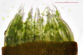 Attēlu rezultāti vaicājumam “Pseudotaxiphyllum elegans macro”