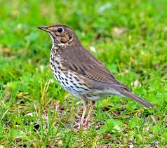 Attēlu rezultāti vaicājumam “Turdus philomelos adult”
