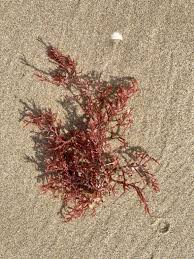 Attēlu rezultāti vaicājumam “Rhodophyta”