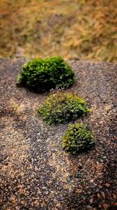 Attēlu rezultāti vaicājumam “Fissidens bryoides”