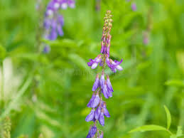 Attēlu rezultāti vaicājumam “Galega orientalis flower”