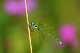 Attēlu rezultāti vaicājumam “Lestes virens”