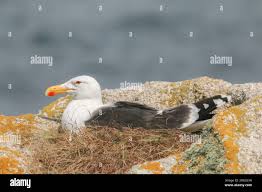 Attēlu rezultāti vaicājumam “Larus marinus adult”