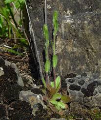 Attēlu rezultāti vaicājumam “Arabis hirsuta fruit”