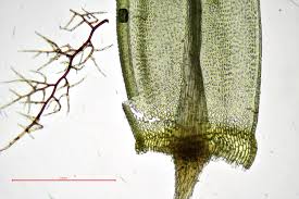 Attēlu rezultāti vaicājumam “Aulacomnium”