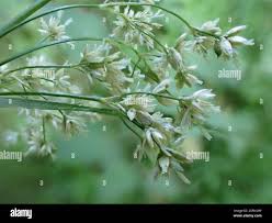 Attēlu rezultāti vaicājumam “Luzula luzuloides fruit”