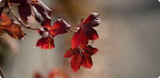 Attēlu rezultāti vaicājumam “Cephalozia loitlesbergeri”