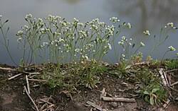 Attēlu rezultāti vaicājumam “Erophila verna flower”