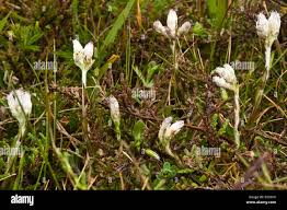 Attēlu rezultāti vaicājumam “Antennaria dioica male flower”