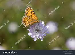 Attēlu rezultāti vaicājumam “Clossiana euphrosyne underside”