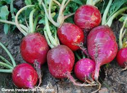 Attēlu rezultāti vaicājumam “Raphanus sativus”