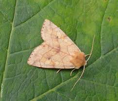 Attēlu rezultāti vaicājumam “Enargia paleacea”