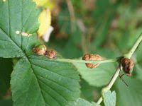 Attēlu rezultāti vaicājumam “Lasioptera rubi larva”