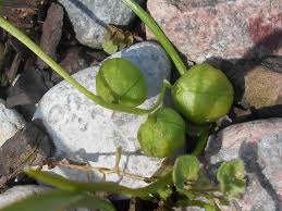 Attēlu rezultāti vaicājumam “Scilla siberica bud”