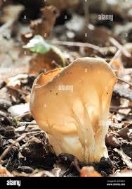 Attēlu rezultāti vaicājumam “Helvella acetabulum”