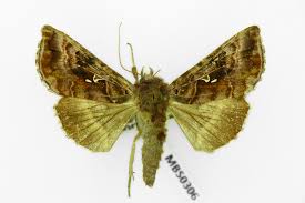 Attēlu rezultāti vaicājumam “Autographa pulchrina”