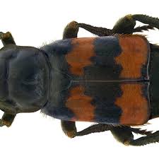 Attēlu rezultāti vaicājumam “Nicrophorus investigator imago”