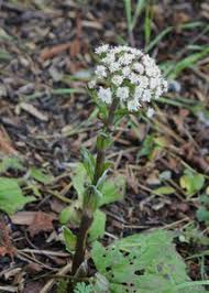Attēlu rezultāti vaicājumam “Petasites spurius leaf”