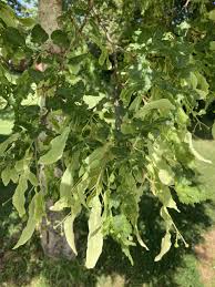 Attēlu rezultāti vaicājumam “Tilia platyphyllos Laciniata fruit”